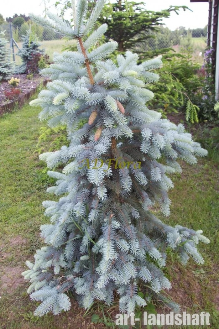 Ель колючая "Хото" Ель колючая "Хото"