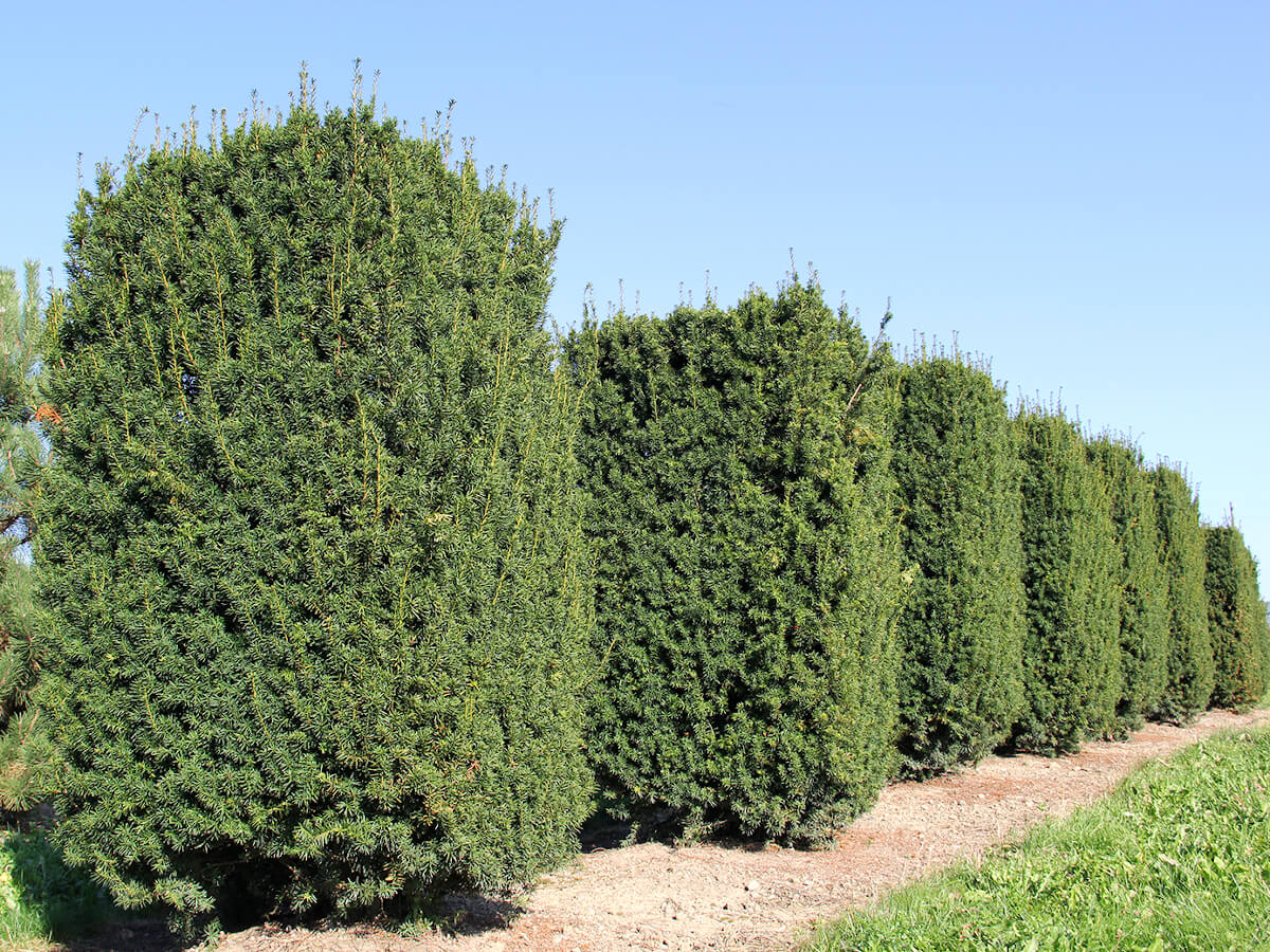 Тисс средний "Hillii" Тисс средний "Hillii"