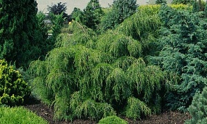 Можжевельник виргинский "Пендула"