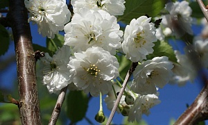 Вишня мелкопильчатая "Shimidsu"