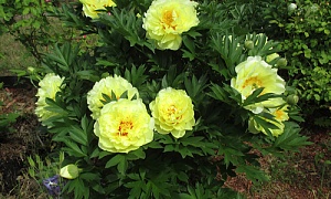 Пион ИТО-гибрид "Бартзелла" (Paeonia Itoh Hybrids Bartzella)