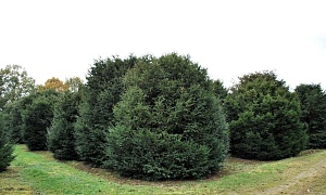 Тисс ягодный Тисс ягодный