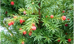 Тисс средний "Hicksii" Тисс средний "Hicksii"