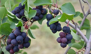 Ирга ольхолистная Amelanchier alnifolia 