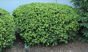 Тисс средний "Дензиформис" Тисс средний "Дензиформис"