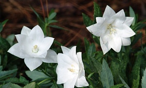 Платикодон grandiflorus "Albus"