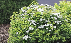 Спирея березолистная (Spiraea betulifolia)