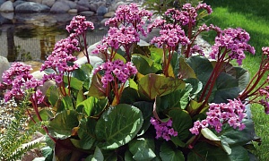 Бадан cordifolia "Purpurea"