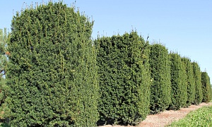 Тисс в ассортименте Тисс в ассортименте