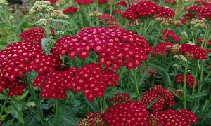 Ахиллея millefolium "Red velvet"