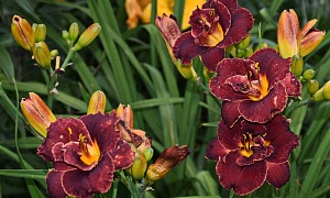 Лилейник (Hemerocallis)