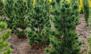 Сосна кедровая стланиковая "Pinus cembra"